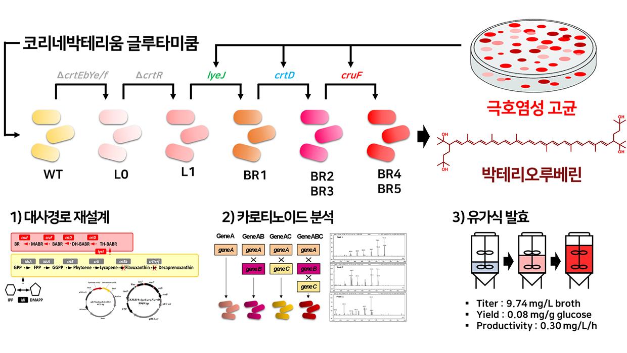 인천대학교 서명지 교수 연구팀, 합성생물학 및 정밀발효 기반 산업 미생물 활용 고부가 항산화 소재인 박테리오루베린 세계 최초 생산 성공 대표이미지