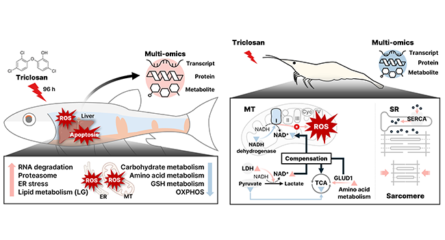 인천대학교 황해연구소 남상은 박사후연구원, 국내 서식 수서생물 2종 대상 게놈 기반 다차원 오믹스 최초 적용 통한 수생태계 영향평가 모델 제시 대표이미지